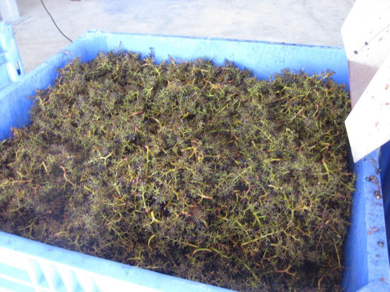 http://www.rotovib.de/sites/default/files/imagecache/bild_gross/Bild 185.jpg